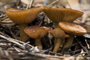 Как мариновать грибы: белые грибы, грузди, маслята и опята