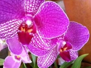 Как ухаживать за орхидеей домашней