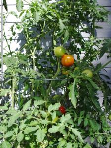 Как вырастить хороший урожай помидор: правильный уход за растением